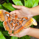 Stock photo of Atlas moth held in two hands